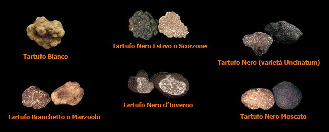 tartufi